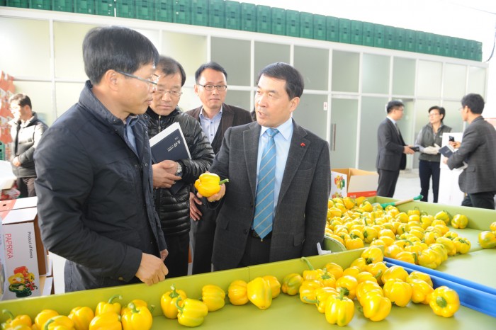 파프리카농장_1.JPG